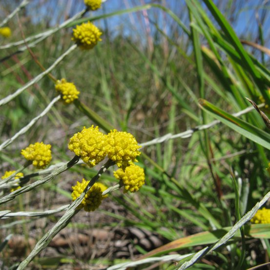 Image of Lemon Beauty-heads