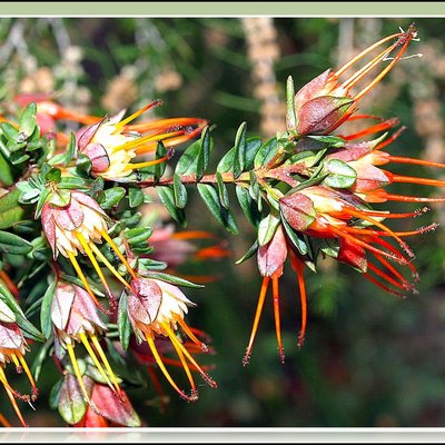 Image of Lemon Scented Myrtle