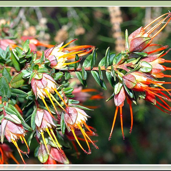 Image of Lemon Scented Myrtle