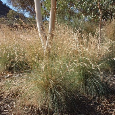 Image of Native Lemon Grass