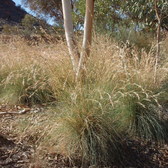 Image of Native Lemon Grass