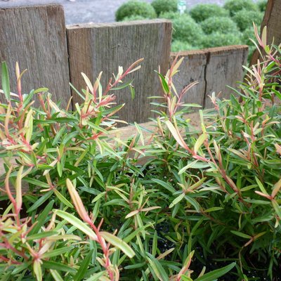 Image of Leptospermum 'Lemon lime and bitters'
