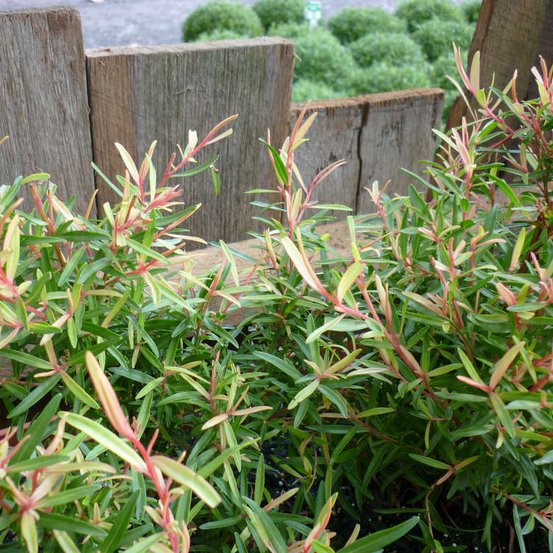 Image of Leptospermum 'Lemon lime and bitters'