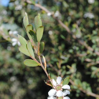 Image of Coastal Tea Tree