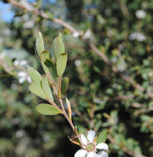 Image of Coastal Tea Tree