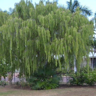 Image of Weeping Ti-Tree