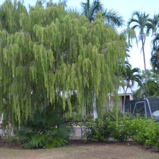 Image of Weeping Ti-Tree