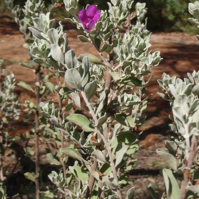 Image of Texas Sage