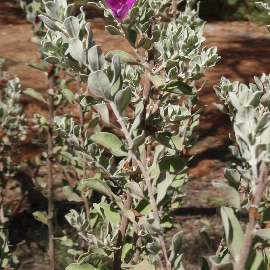 Image of Texas Sage