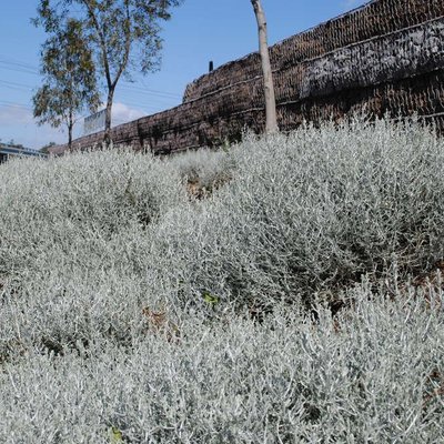 Image of Cushion Bush