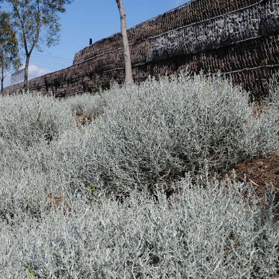 Image of Cushion Bush