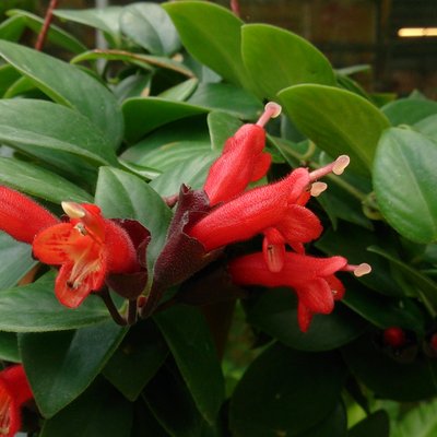 Image of Lip Stick Plant