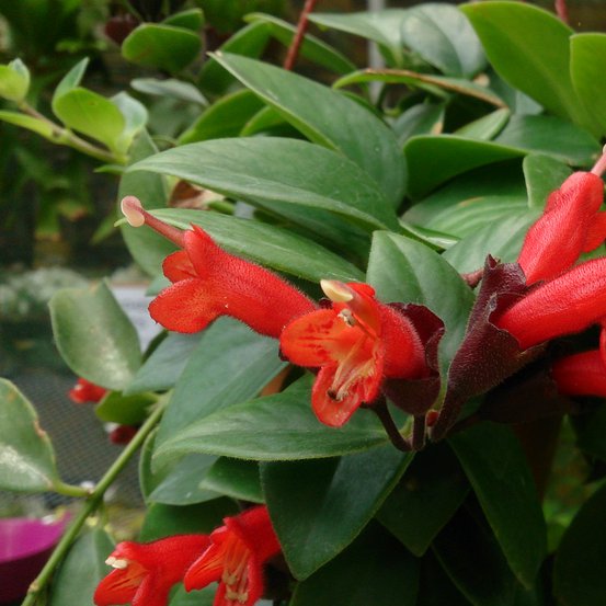 Image of Lip Stick Plant