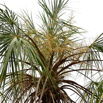 Image of Fine-leafed Fan Palm 