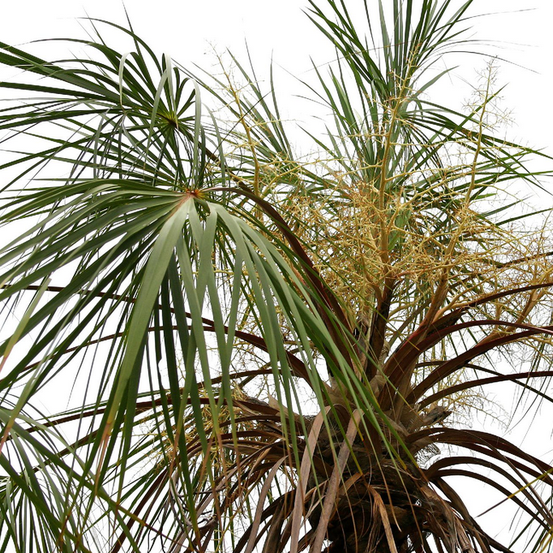 Image of Fine-leafed Fan Palm 