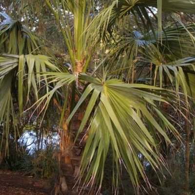 Image of Mataranka Palm