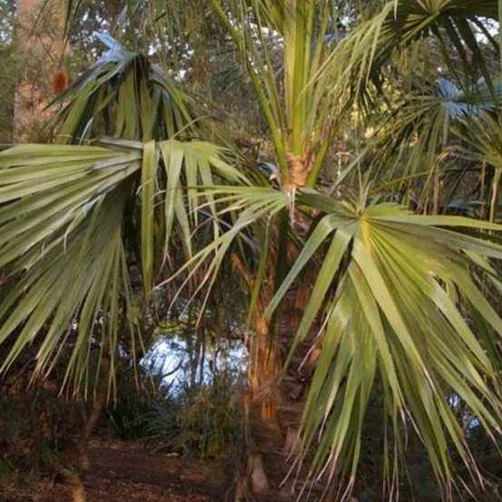 Image of Mataranka Palm