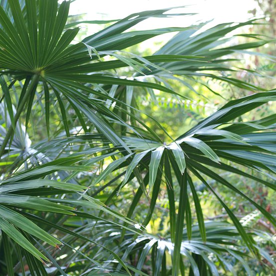 Image of Livistona australis