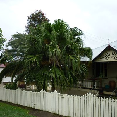 Image of Chinese Fan Palm