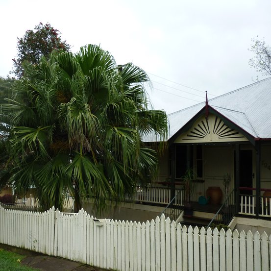 Image of Chinese Fan Palm