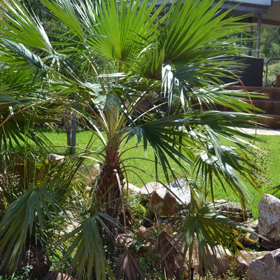 Image of Sand Palm