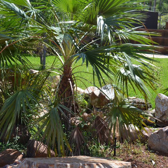 Image of Sand Palm