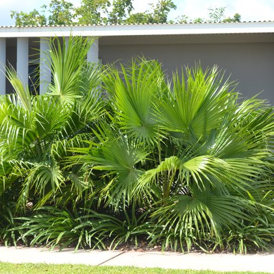 Image of Footstool Palm 
