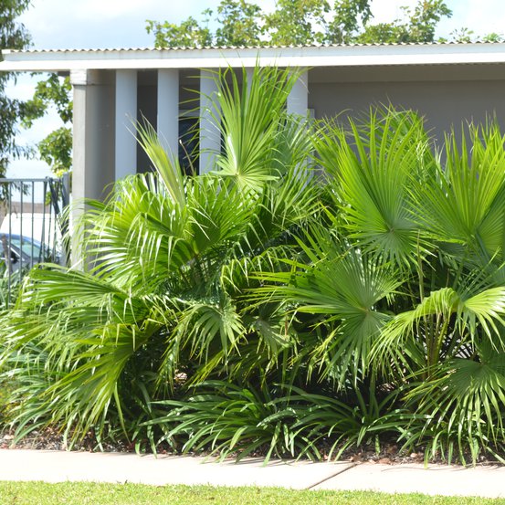 Image of Footstool Palm 