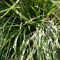 Image of  Lomandra (Tanika) 