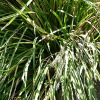 Image of  Lomandra (Tanika) 