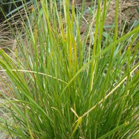 Image of Lomandra (multiflora) 