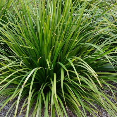 Image of Lucky Stripe 