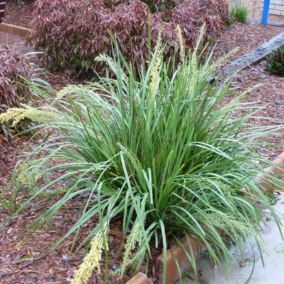 Image of Spiky Headed Mat Rush