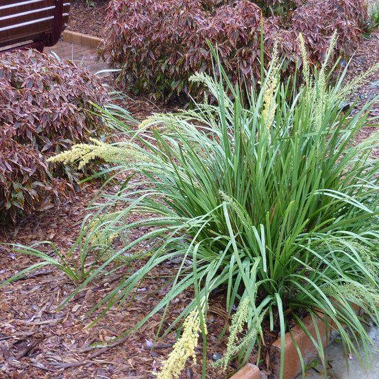 Image of Spiky Headed Mat Rush