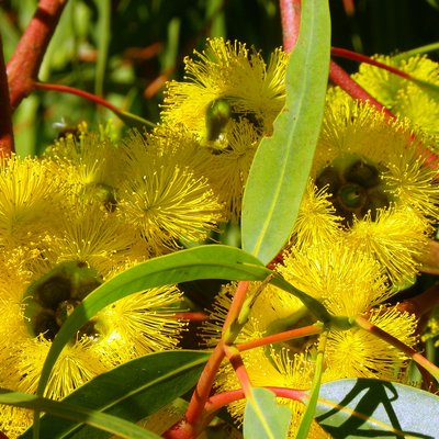 Image of Long-Flowered Marlock