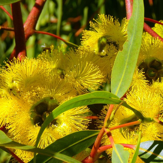 Image of Long-Flowered Marlock