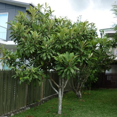 Image of Loquat