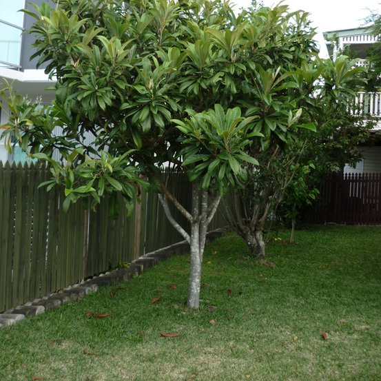 Image of Loquat