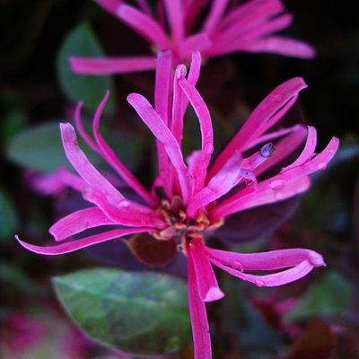 Image of Chinese fringe flower