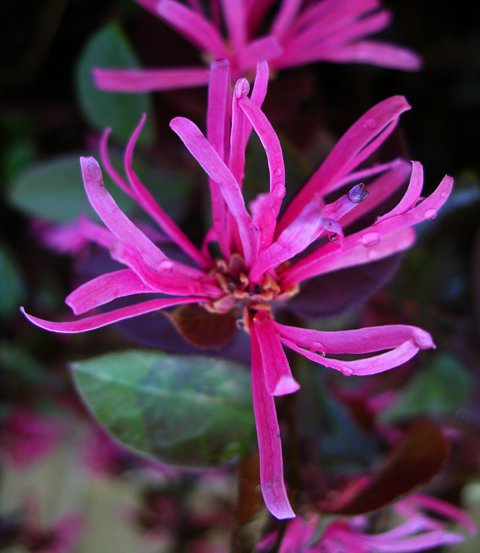 Image of Chinese fringe flower