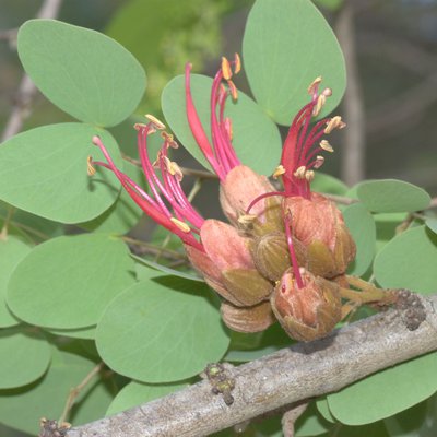 Image of Katherine Bauhinia