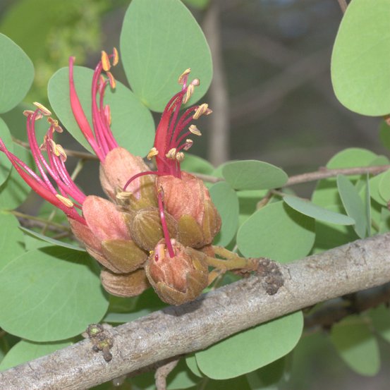 Image of Katherine Bauhinia