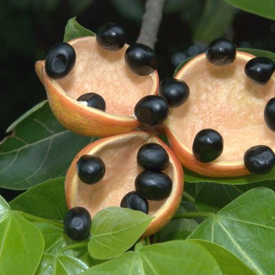 Image of Pongamia