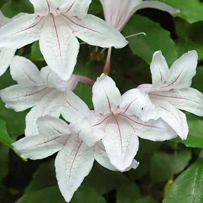 Image of Forest Bell Bush