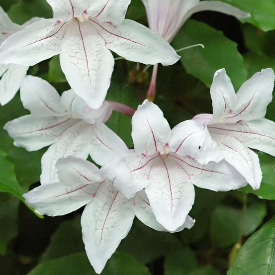 Image of Forest Bell Bush