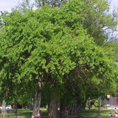 Image of Osage Orange