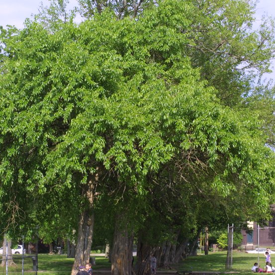 Image of Osage Orange