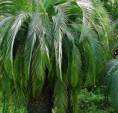 Image of Cycad Palm