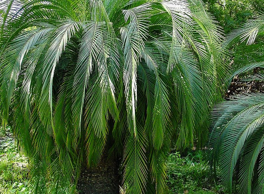 Image of Cycad Palm