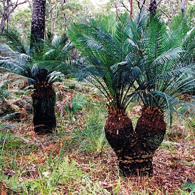 Image of Burrawang